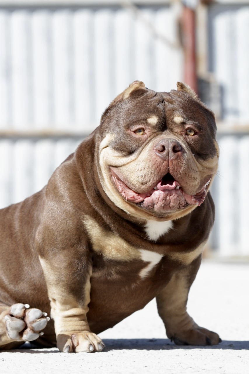 COLOR BOMB BULLIES TRAPPER — Night Drakula Kennel